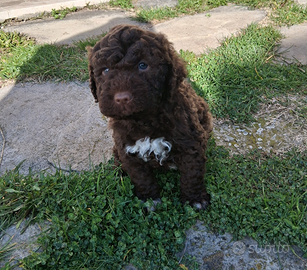 Lagotto Romagnolo