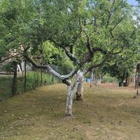 Custode con qualifica manutentore del verde