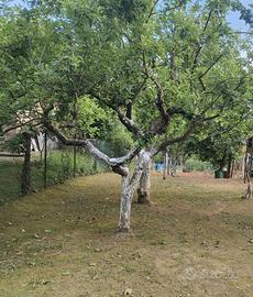 Custode con qualifica manutentore del verde