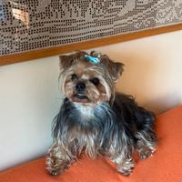 Yorkshire maschio per accoppiamento