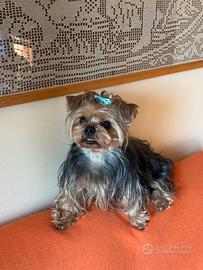 Yorkshire maschio per accoppiamento