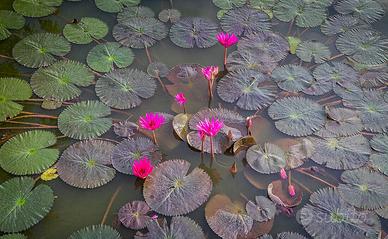 NINFEA rubra bulbi e PESCI da laghetto