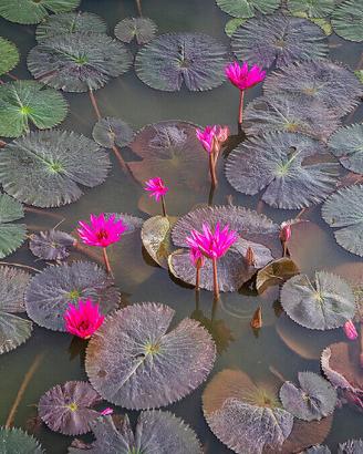 NINFEA rubra bulbi e PESCI da laghetto