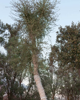 Piante da Sughero