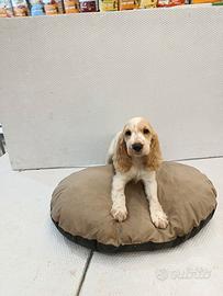 Cucciolo di cocker spaniel