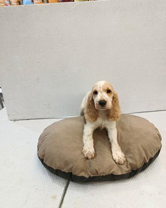 Cucciolo di cocker spaniel