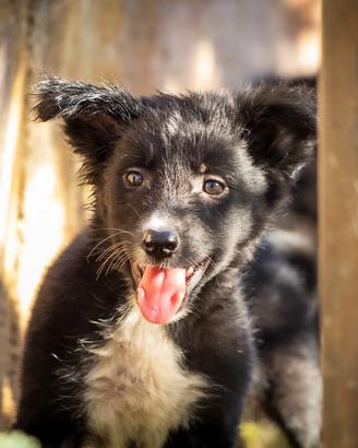 Cucciola femmina di Border collie