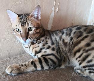 BENGALA CUCCIOLOTTO