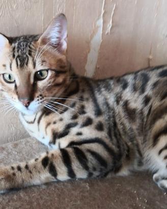 BENGALA CUCCIOLOTTO