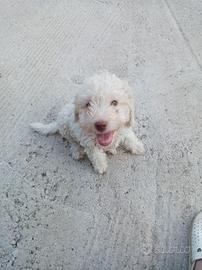 Lagotto