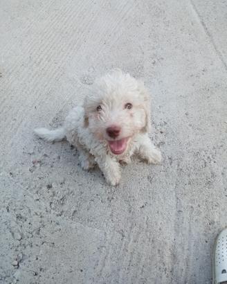 Lagotto