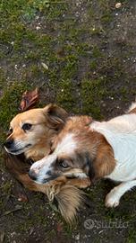 Coppia di cagnoline