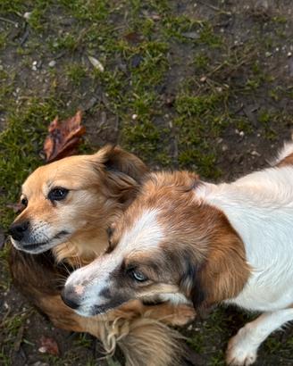 Coppia di cagnoline