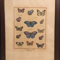 Quadro stampa vintage farfalle rare
