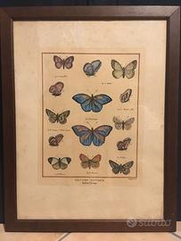 Quadro stampa vintage farfalle rare