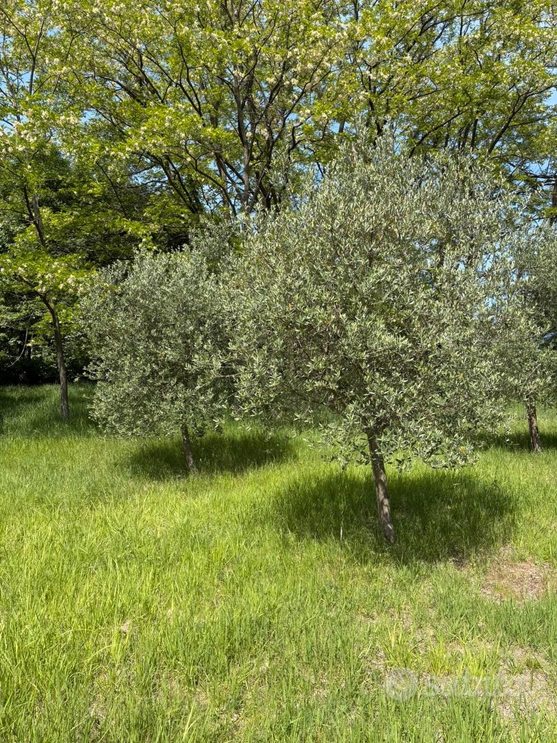 Terreno agricolo seminativo - Vista 3