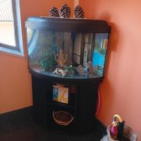 acquario angolare con vetro curvo
