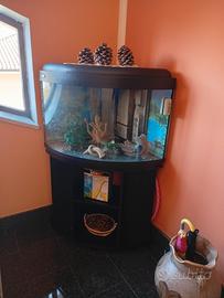 acquario angolare con vetro curvo