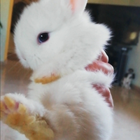 Coniglietti Nano ariete