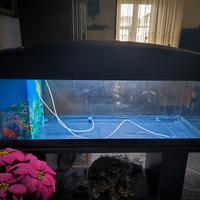 acquario 