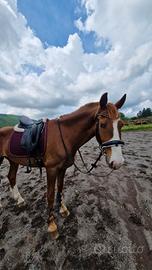 Cavallo Kwpn