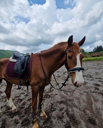 Cavallo Kwpn