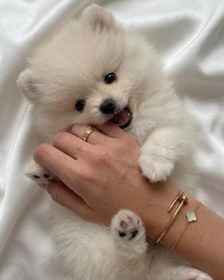 VOLPINI SPITZ di POMERANIA CUCCIOLI italiani