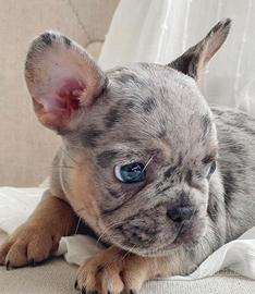 Cuccioli bulldog francesi disponibili ora