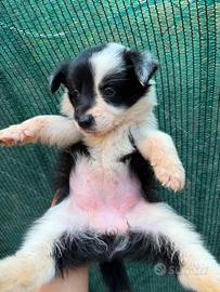 Border collie cucciole