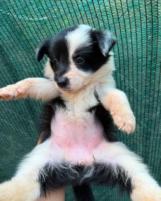 Border collie cucciole