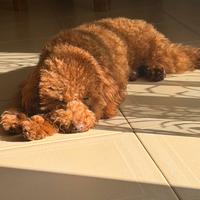 Monta Fidanzata barboncino mini Toy