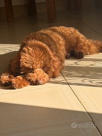 Monta Fidanzata barboncino mini Toy