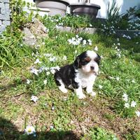 Cavalier king con pedigree enci