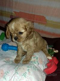 Cavalier king