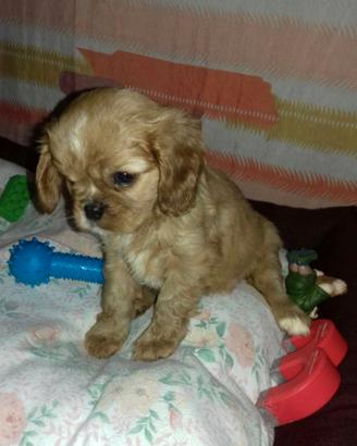 Cavalier king