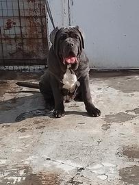 Mastino napoletano