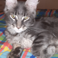 Morfeo Maine Coon con pedigree ANFI