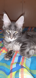 Morfeo Maine Coon con pedigree ANFI