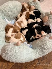Cuccioli con pedigree Enci