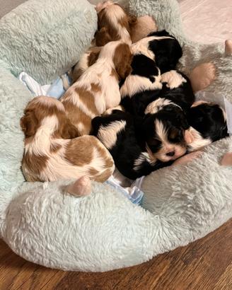 Cuccioli con pedigree Enci