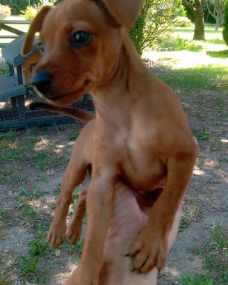 Pincher femina 3 mesi e mezzo