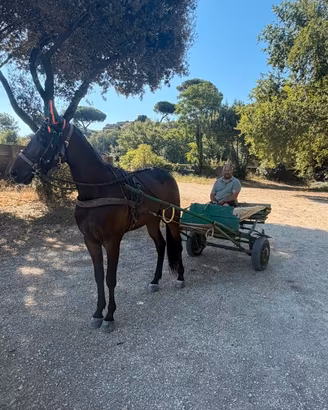 Cavallo