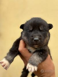 Cuccioli Siberian Husky