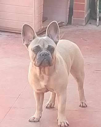 Bulldog francese