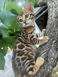 Cuccioli razza bengala