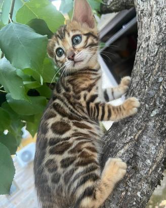 Cuccioli razza bengala