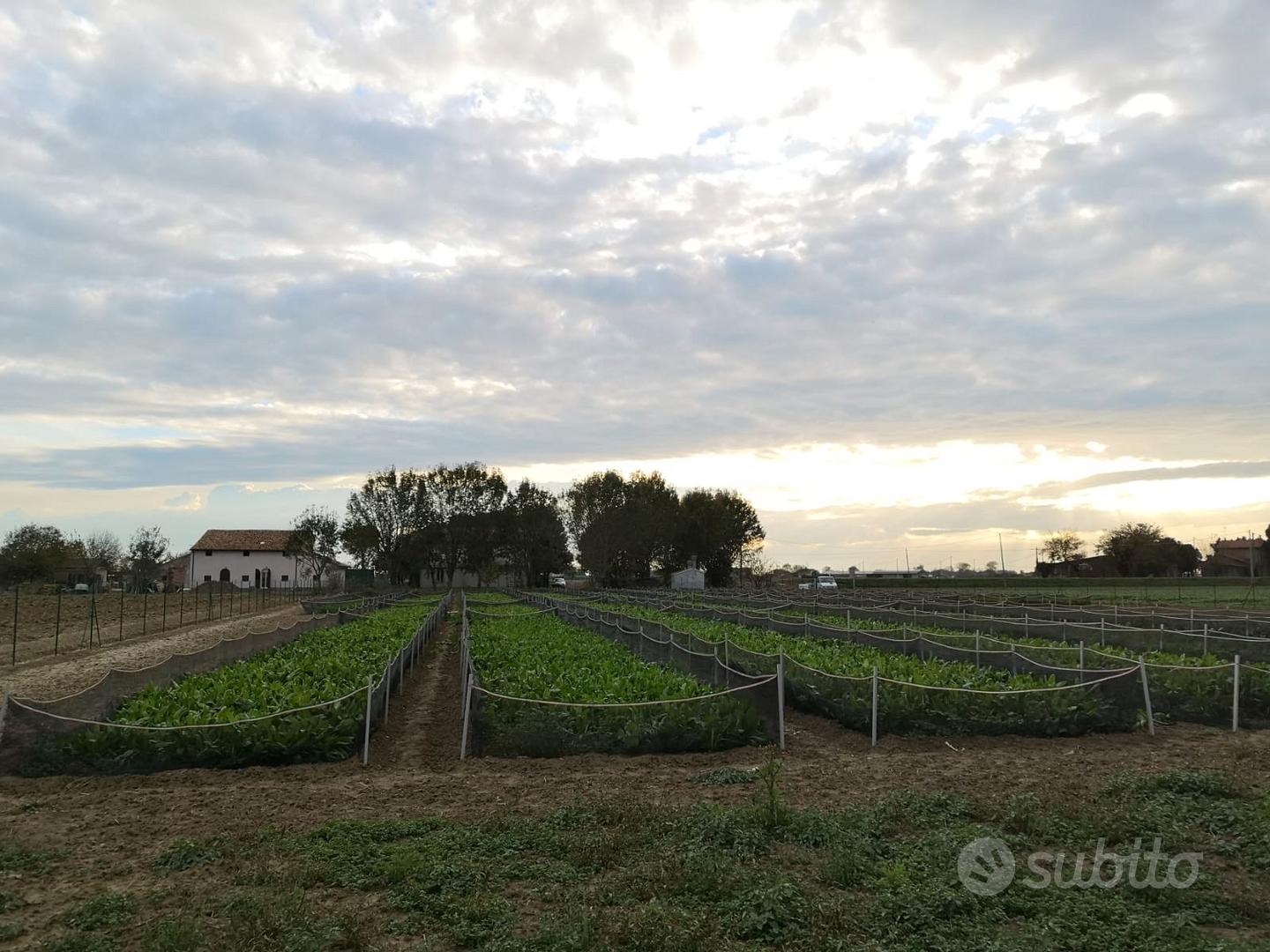Terreno a mandriole - Altro