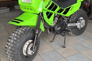 Fantic koala