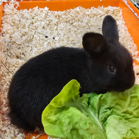 Coniglio nano e conigli nani arieti