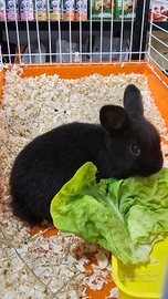 Coniglio nano e conigli nani arieti